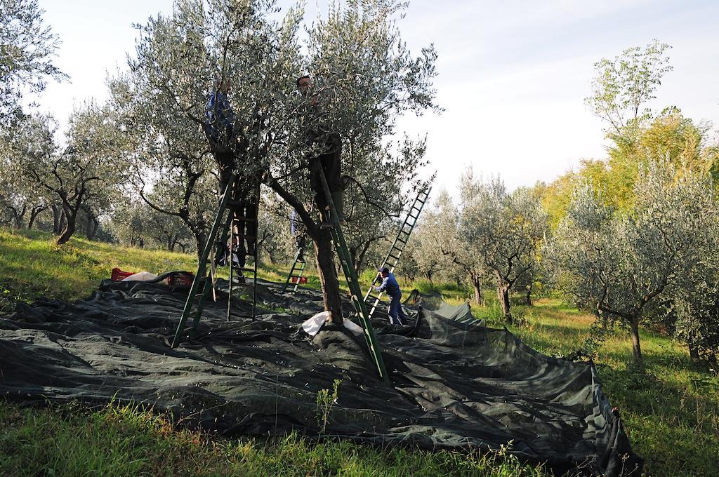 Villa Rosy Ασίζη Εξωτερικό φωτογραφία