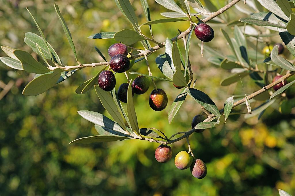 Villa Rosy Ασίζη Εξωτερικό φωτογραφία
