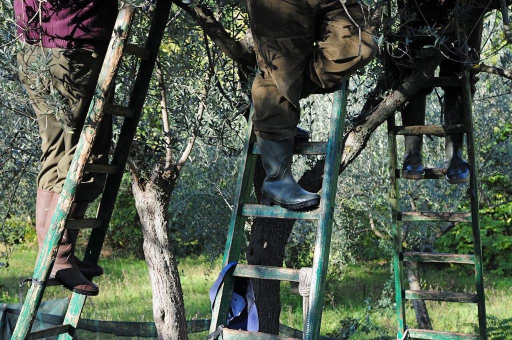 Villa Rosy Ασίζη Εξωτερικό φωτογραφία
